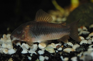 Osteogaster aenea Osteogaster aenea