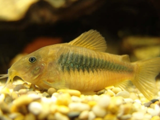 Osteogaster aenea Osteogaster aenea