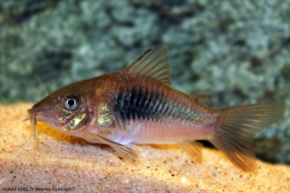 Osteogaster aenea Osteogaster aenea