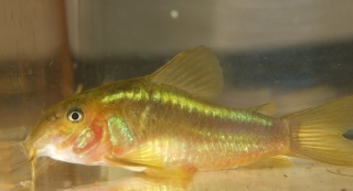 Osteogaster sp. (Cw009)