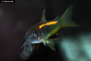 Osteogaster sp. (Cw010)