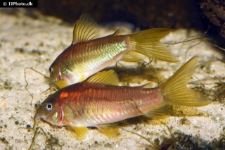 Osteogaster sp. (Cw014)