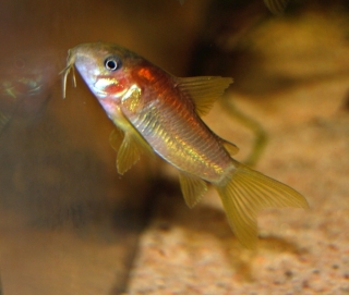 Osteogaster sp. (Cw014)