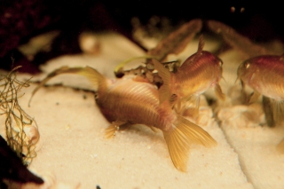 Osteogaster sp. (Cw014)