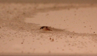 Osteogaster sp. (Cw014)