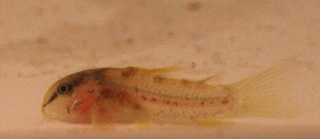 Osteogaster sp. (Cw014)