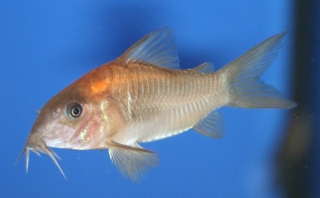 Osteogaster sp. (Cw014)