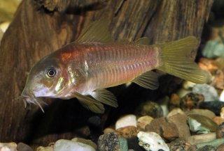 Osteogaster sp. (Cw014)