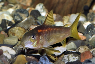 Osteogaster sp. (Cw014)