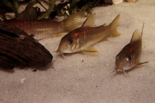 Osteogaster sp. (Cw014)