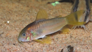 Osteogaster sp. (Cw014)