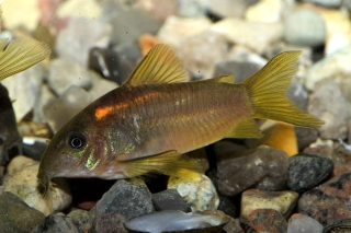 Osteogaster sp. (Cw014)