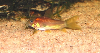 Osteogaster sp. (Cw014)