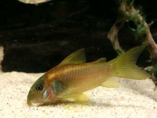 Osteogaster sp. (Cw014)