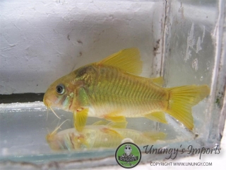 Osteogaster sp. (Cw078)