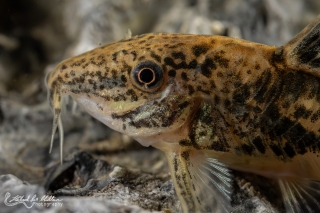 Scleromystax barbatus