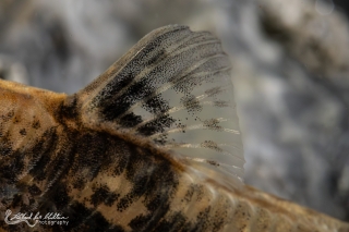 Scleromystax barbatus