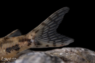 Scleromystax barbatus