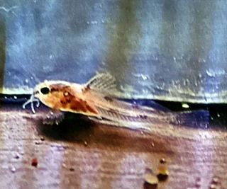 Scleromystax sp. (C113)