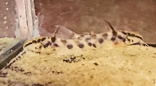 Scleromystax sp. (C113)