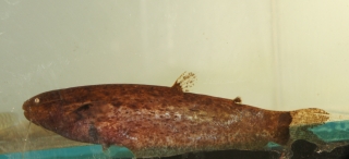 Helogenes marmoratus