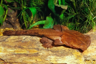 Chaca bankanensis