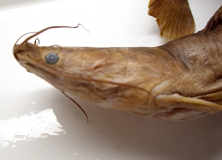 Bathyclarias nyasensis Bathyclarias nyasensis