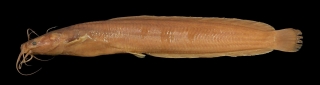 Clarias dhonti