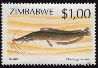 Clarias gariepinus Clarias gariepinus