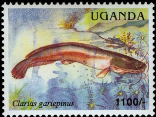 Clarias gariepinus Clarias gariepinus