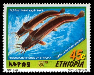 Clarias gariepinus Clarias gariepinus