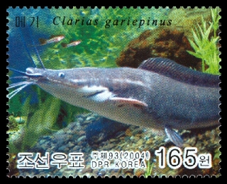 Clarias gariepinus Clarias gariepinus