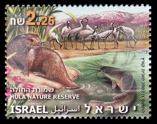 Clarias gariepinus Clarias gariepinus