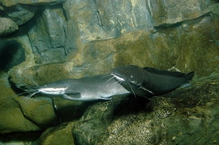 Clarias gariepinus Clarias gariepinus