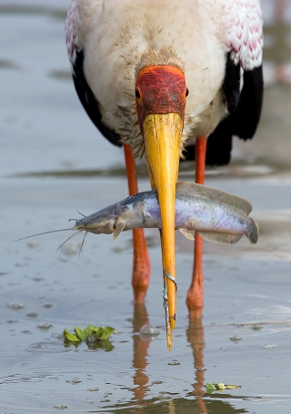 Clarias gariepinus Clarias gariepinus