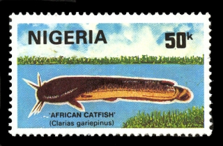 Clarias gariepinus Clarias gariepinus