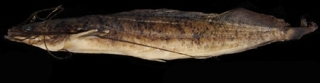 Clarias platycephalus