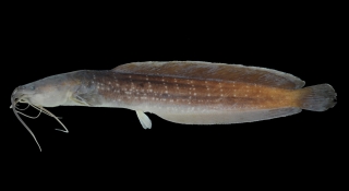 Clarias rennyae