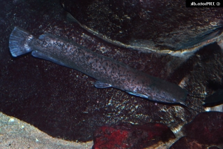 Clarias theodorae