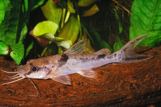 Amarginops ornatus