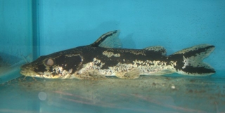 Amarginops ornatus
