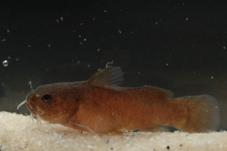 Lophiobagrus sp. (1)