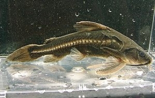 Centrochir cf. birindellii