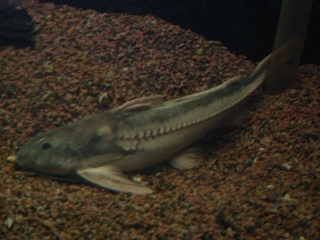 Centrodoras hasemani