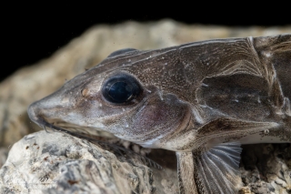 Hemidoras boulengeri