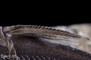 Hemidoras boulengeri