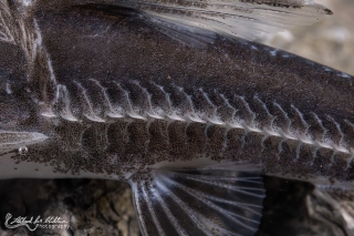 Hemidoras boulengeri