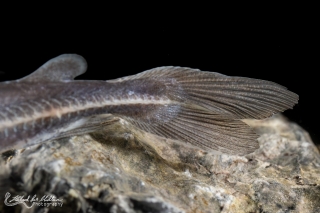 Hemidoras boulengeri