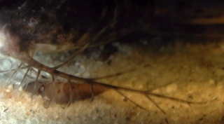 Ossancora eigenmanni