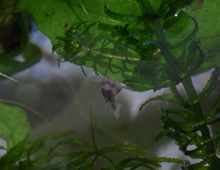 Platydoras armatulus